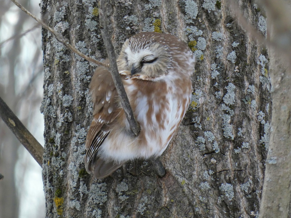 Northern Saw-whet Owl - ML194058781