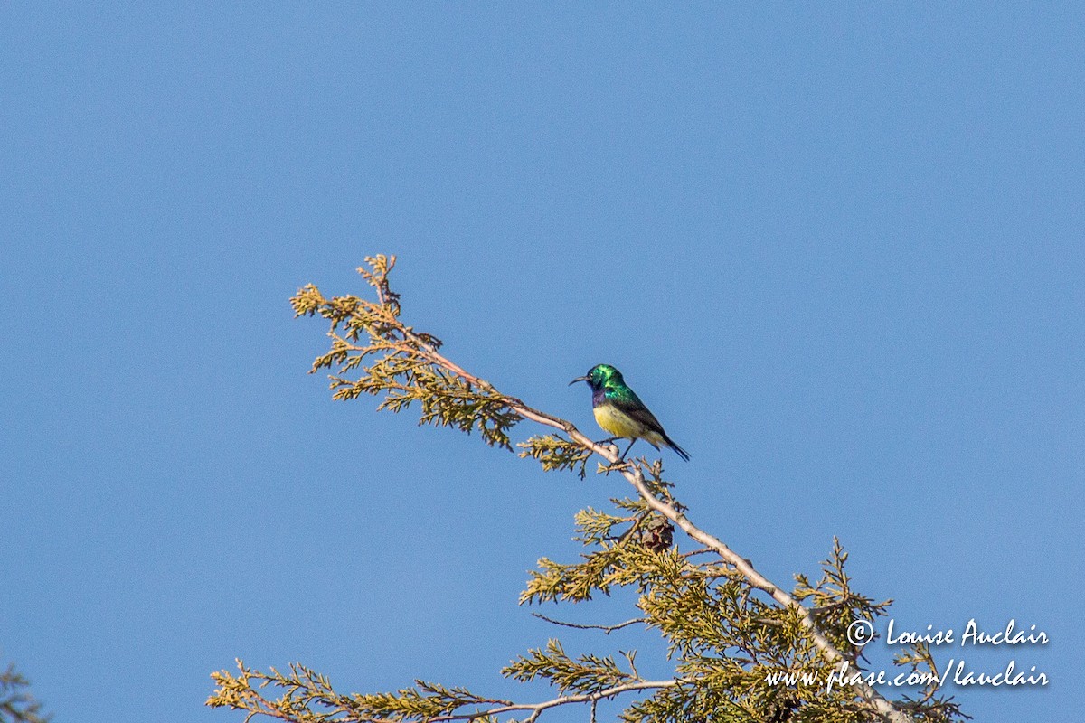 Variable Sunbird - ML194059351