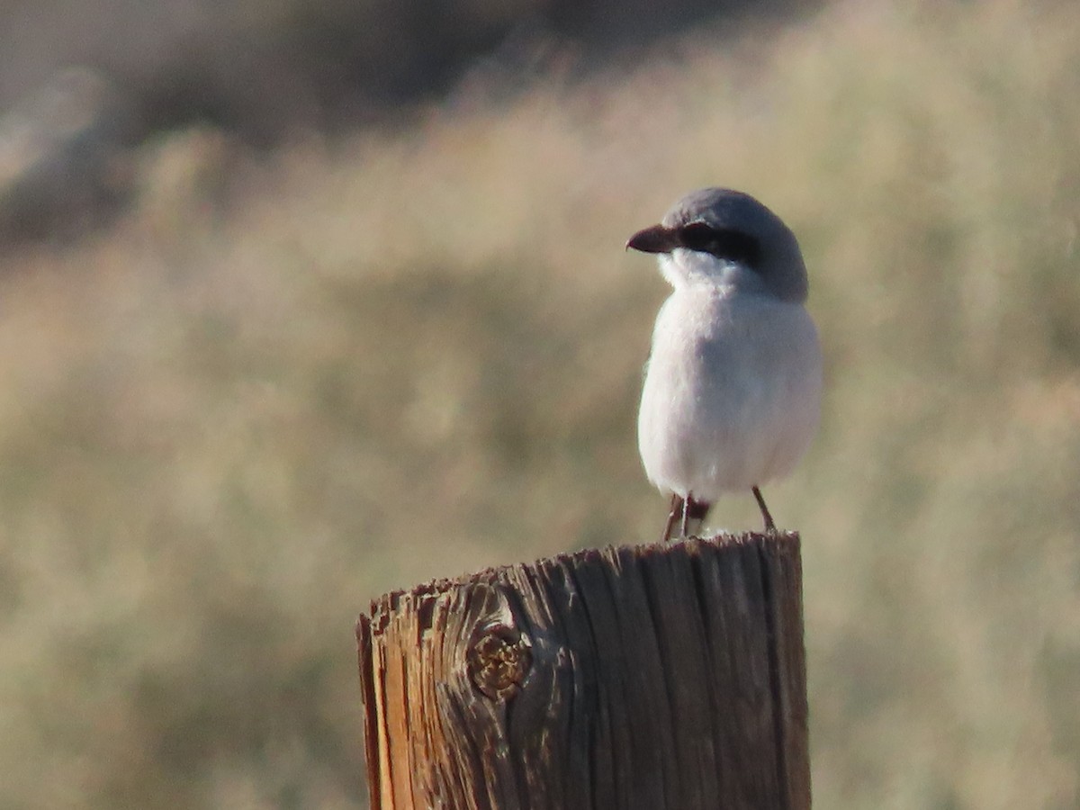 Loggerhead Shrike - ML194060171