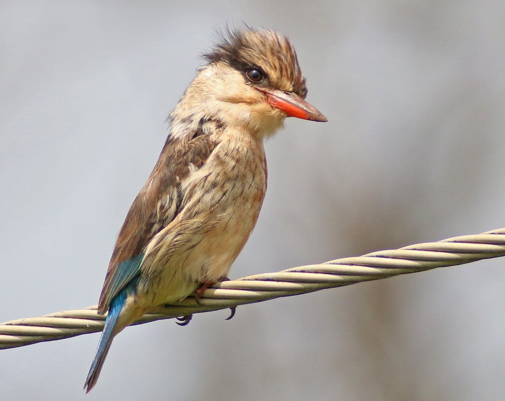 Striped Kingfisher - ML194060241