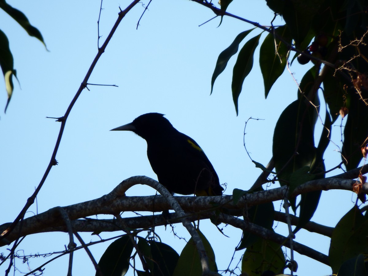 Yellow-winged Cacique - ML194062681