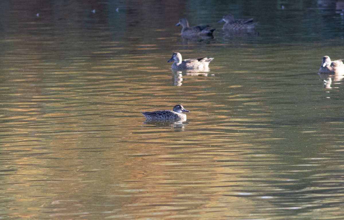 čírka modrá - ML194062871