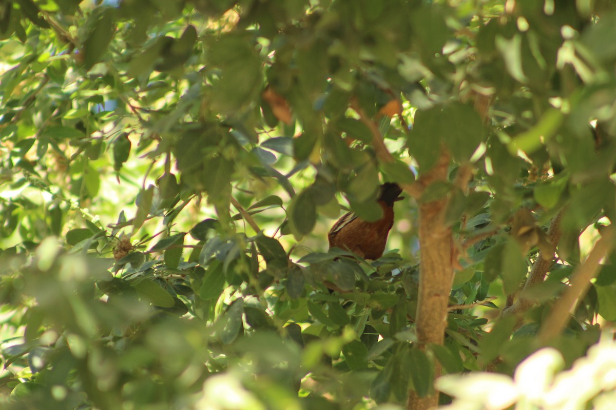 Orchard Oriole - ML194062881