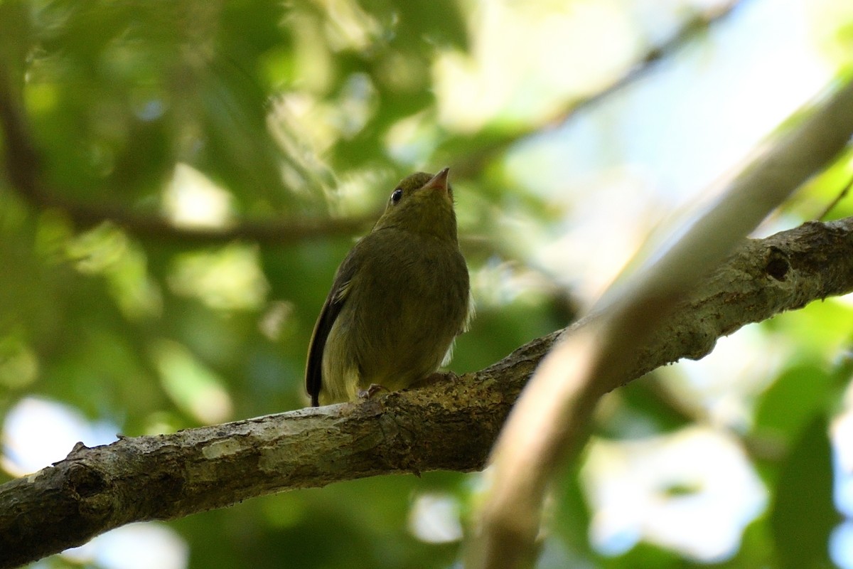 Manakin à cuisses jaunes - ML194063381