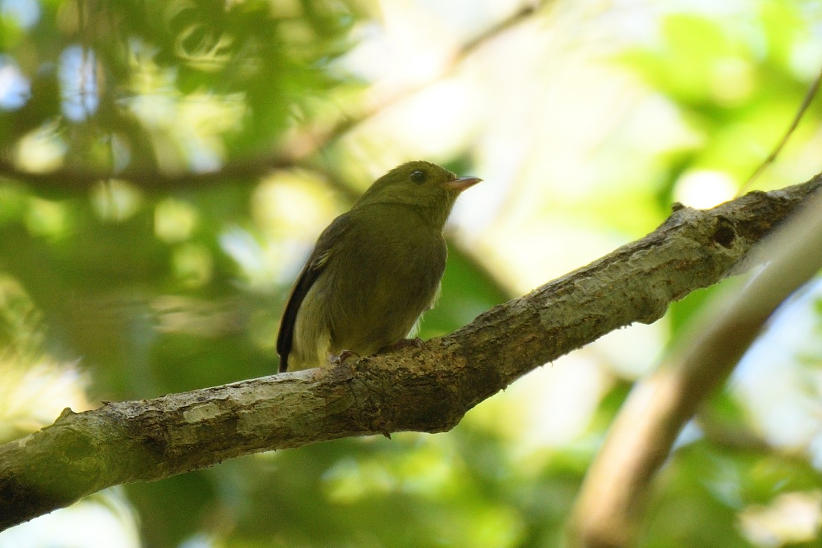 Red-capped Manakin - ML194063391