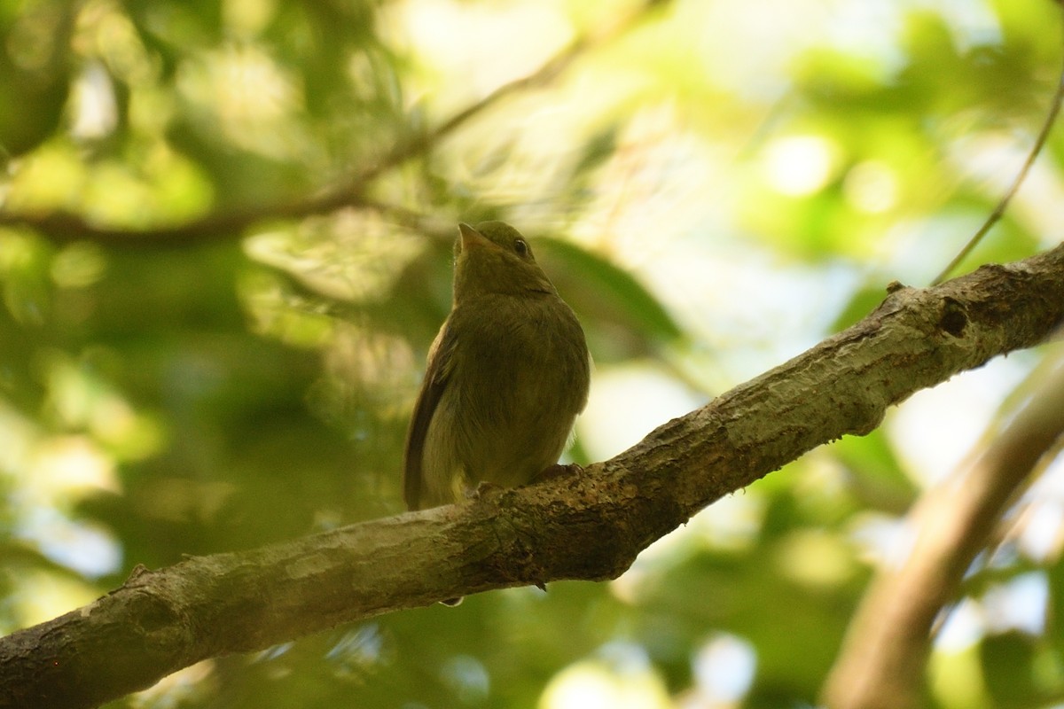 Red-capped Manakin - ML194063401