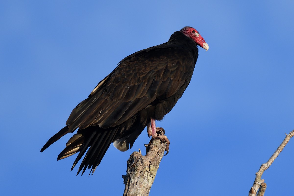 Turkey Vulture (Northern) - ML194065031