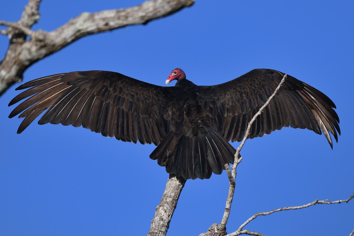 Turkey Vulture (Northern) - ML194065041