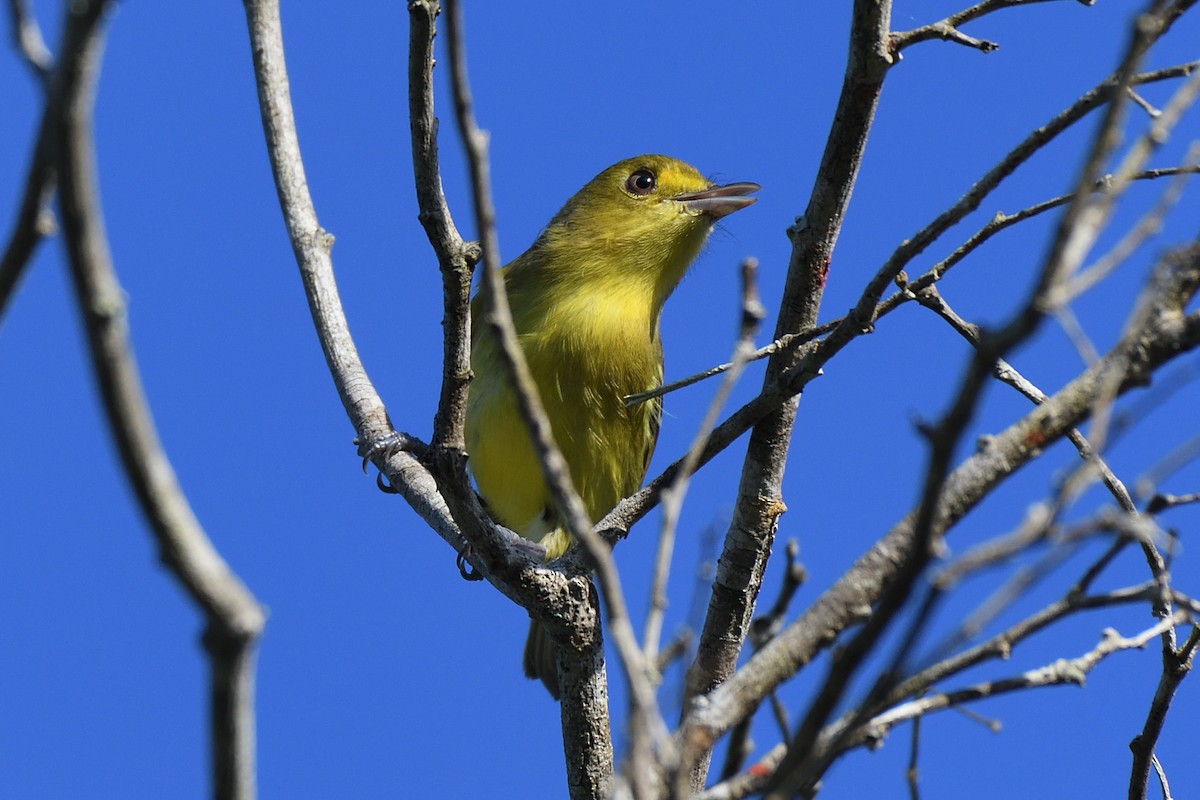 Vireo de Manglar (ochraceus/semiflavus) - ML194065461