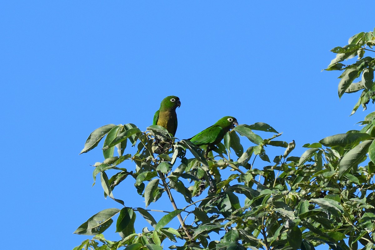 Olive-throated Parakeet (Aztec) - ML194065641