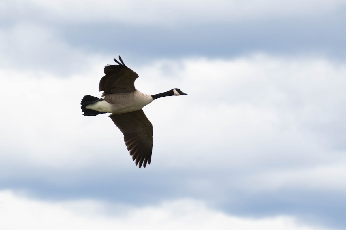 Canada Goose - Alex Lamoreaux