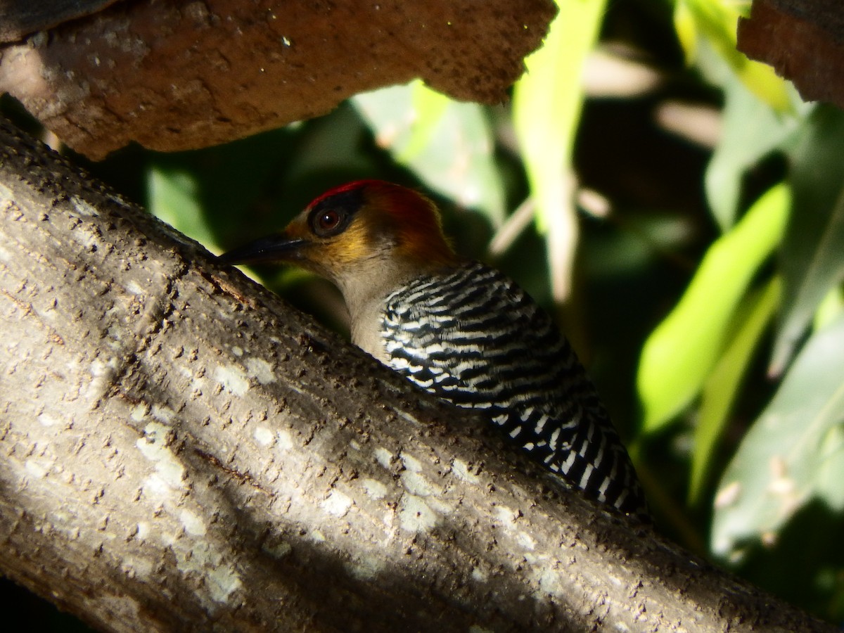 Golden-cheeked Woodpecker - ML194067331