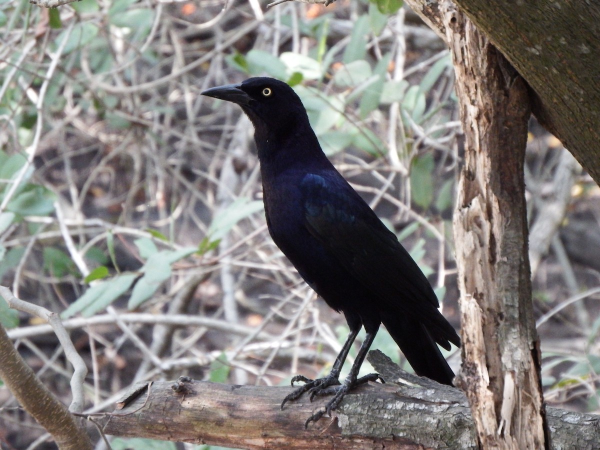 Great-tailed Grackle - ML194067391