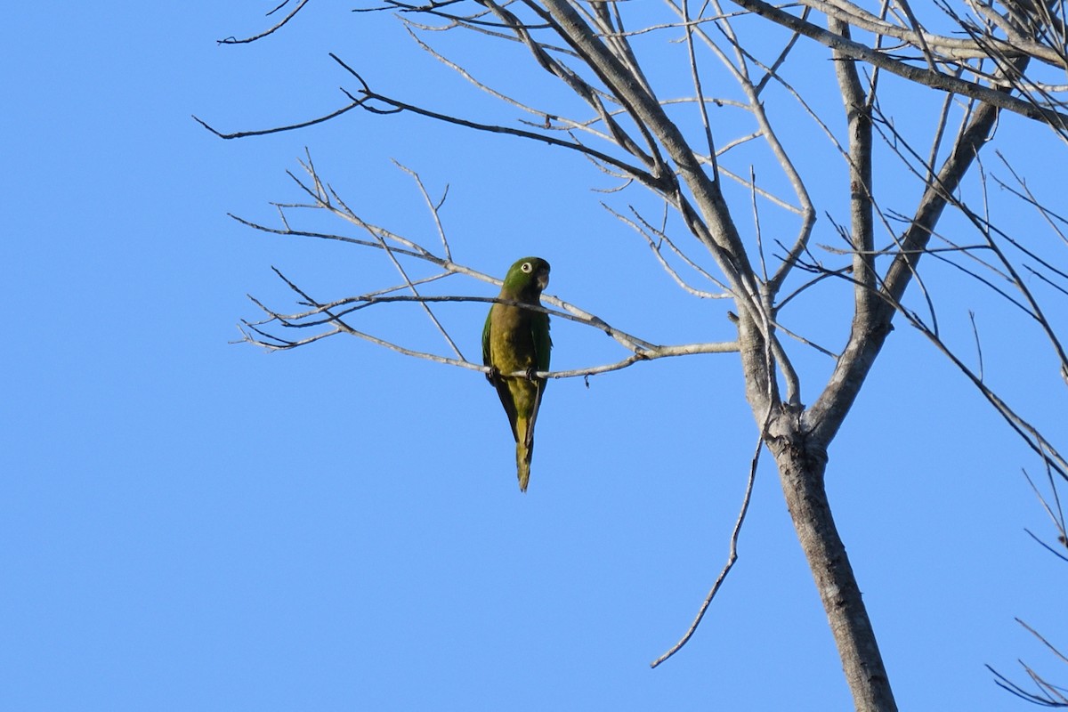 Conure naine (astec/vicinalis) - ML194068161