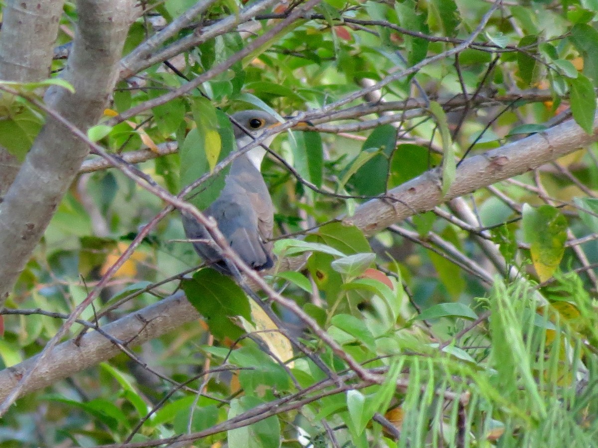 Yellow-billed Cuckoo - ML194069641