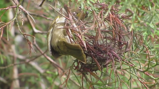 Yellow-faced Grassquit - ML194073001