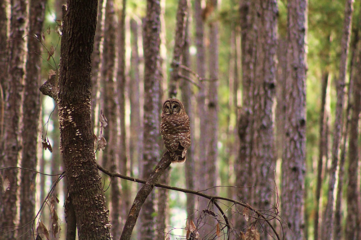 Barred Owl - ML194074281