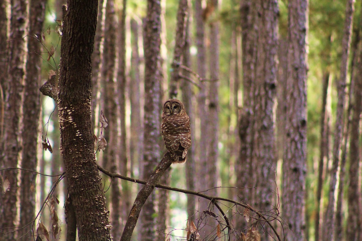 Barred Owl - ML194074281