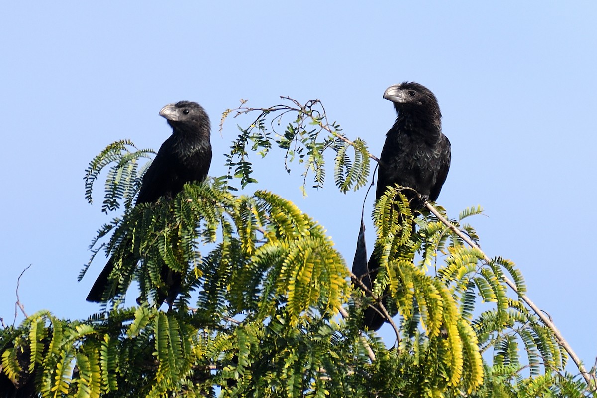 Smooth-billed Ani - ML194074801