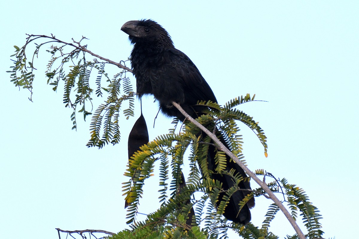 Smooth-billed Ani - ML194074811