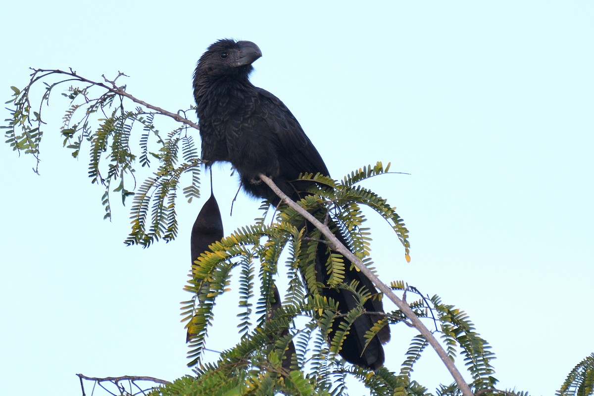 Smooth-billed Ani - ML194074821