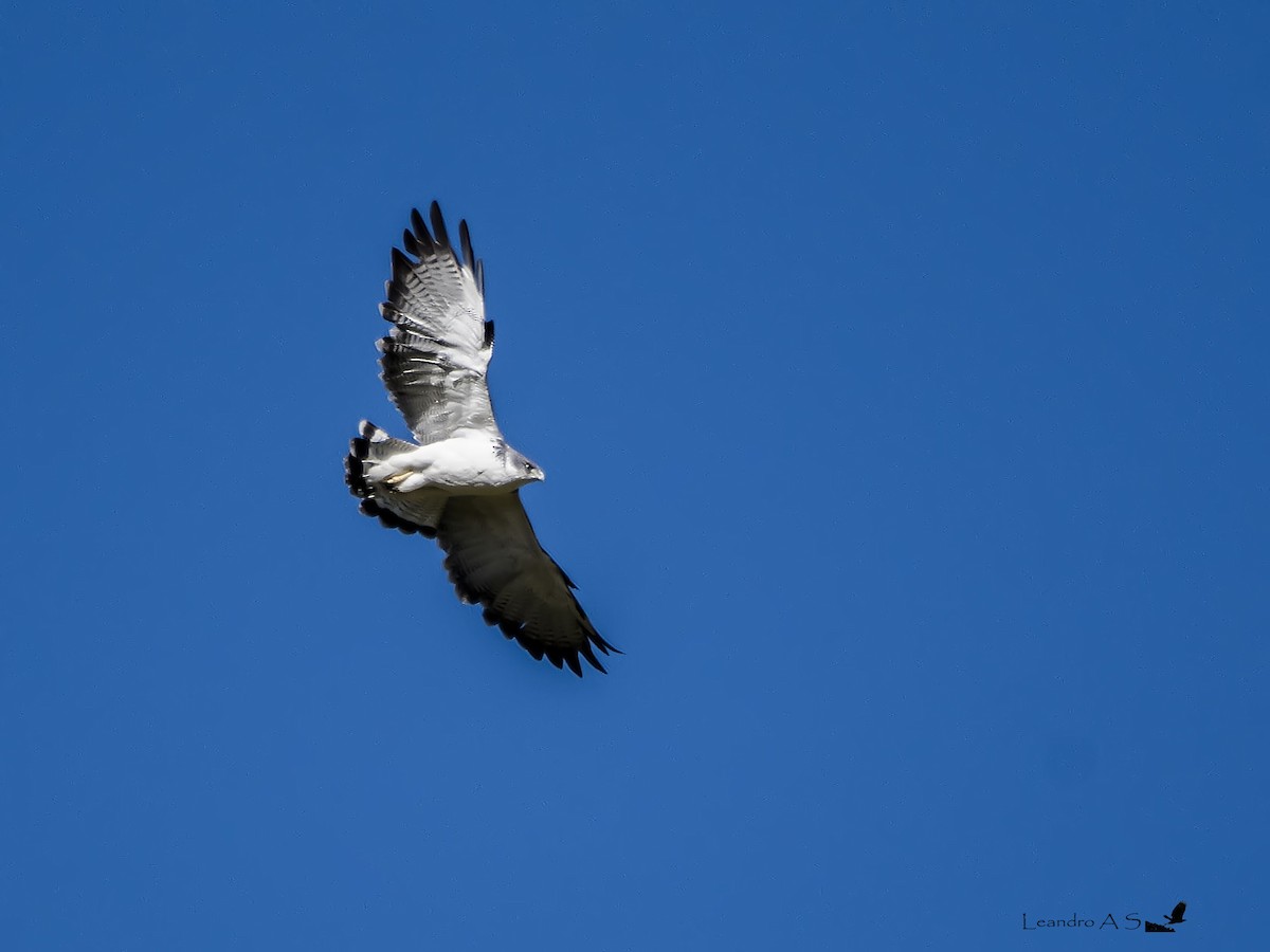 Variable Hawk (Variable) - ML194075121