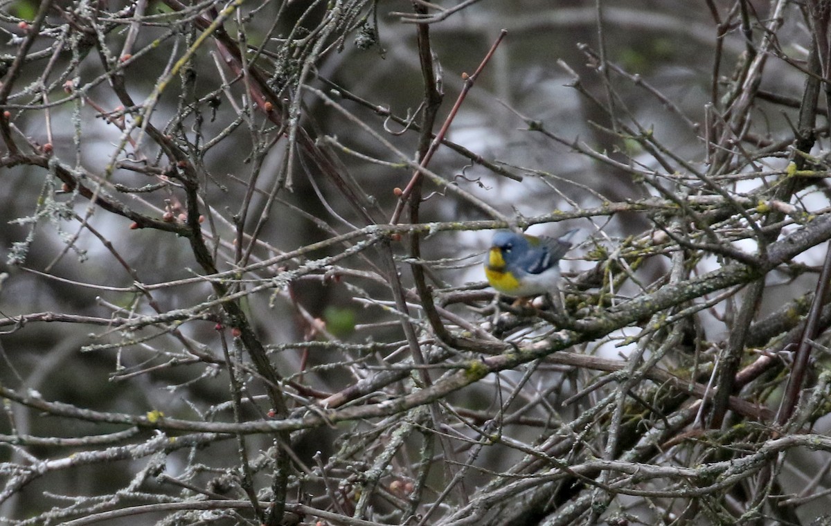 Northern Parula - Jay McGowan