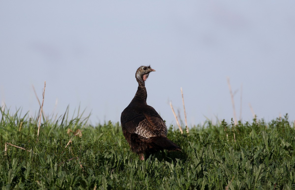 Wild Turkey - ML194077371