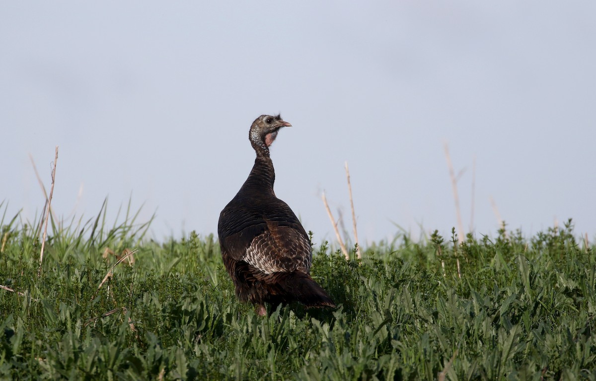 Wild Turkey - ML194077381