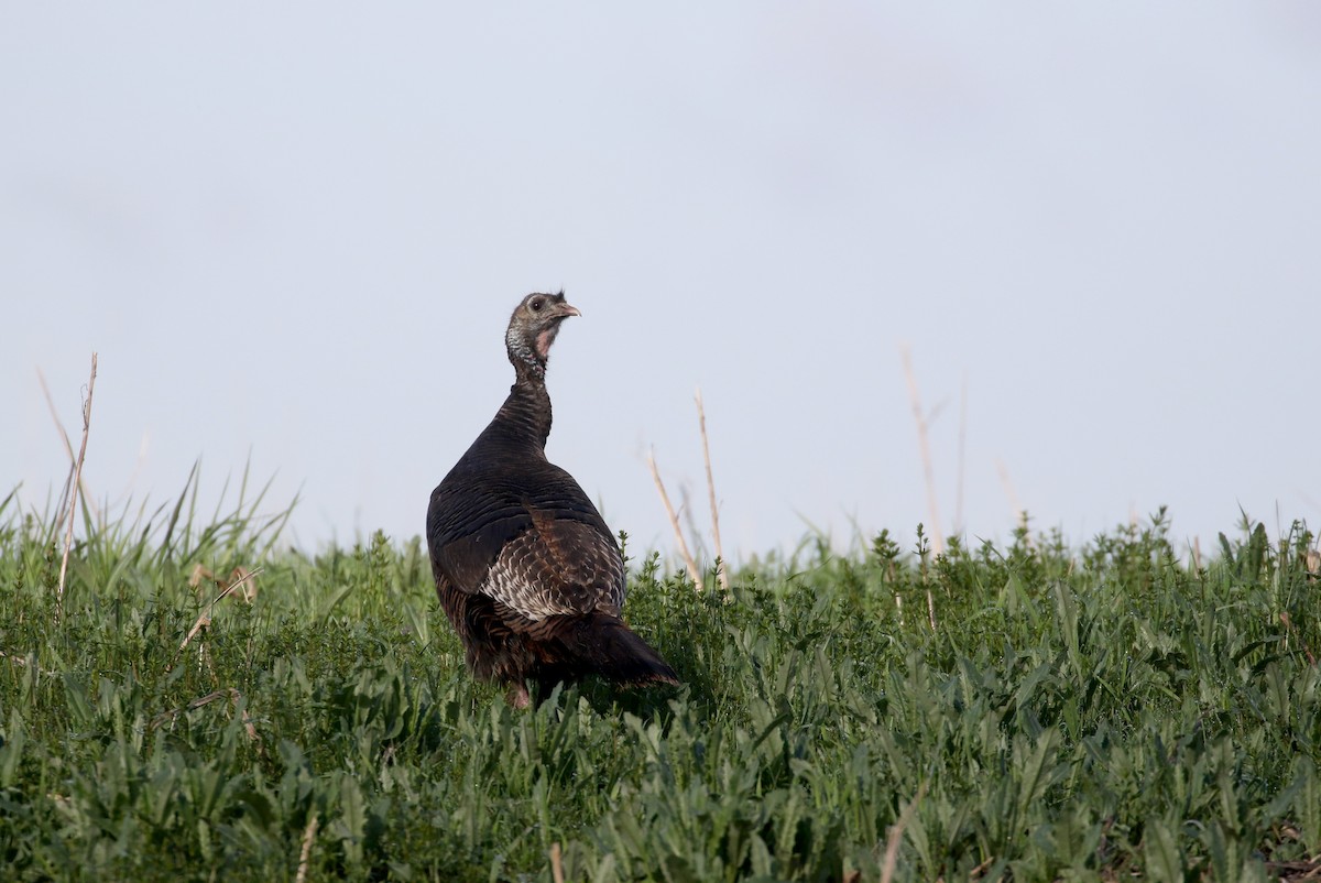 Wild Turkey - ML194077391