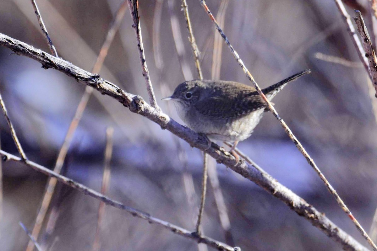Northern House Wren - ML194078451