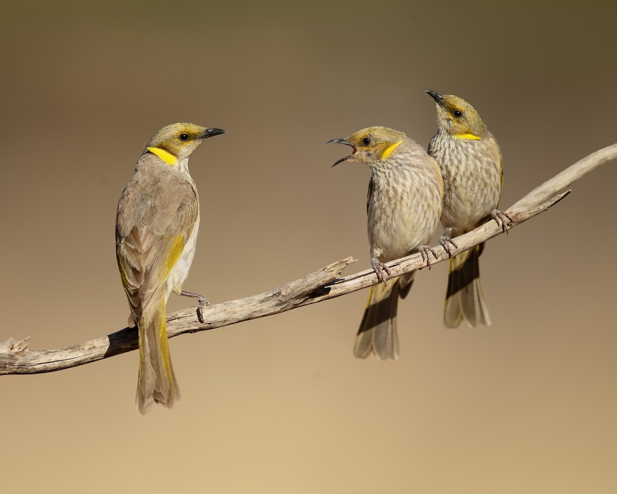 Yellow-plumed Honeyeater - ML194079131