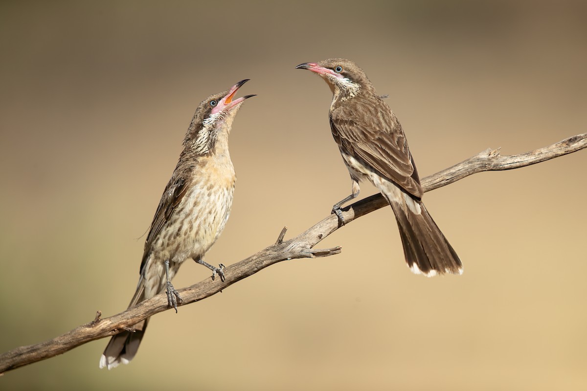 Spiny-cheeked Honeyeater - ML194079531
