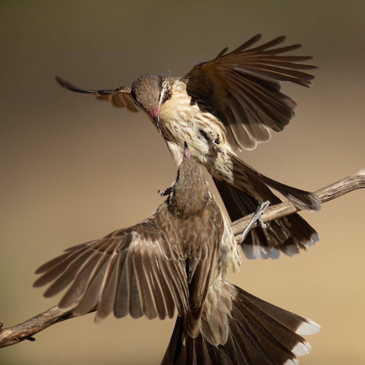 Spiny-cheeked Honeyeater - JJ Harrison
