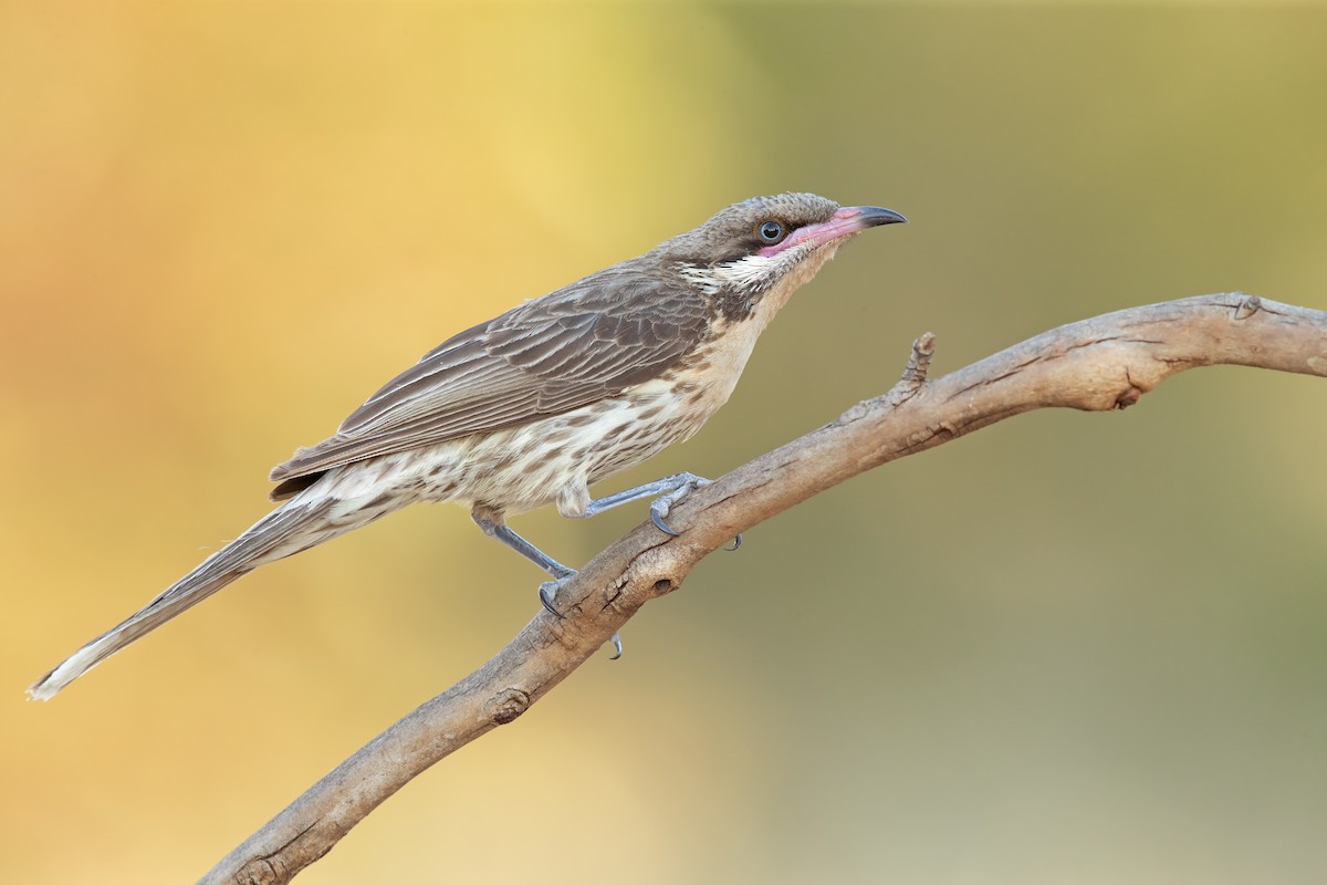 Spiny-cheeked Honeyeater - ML194079761