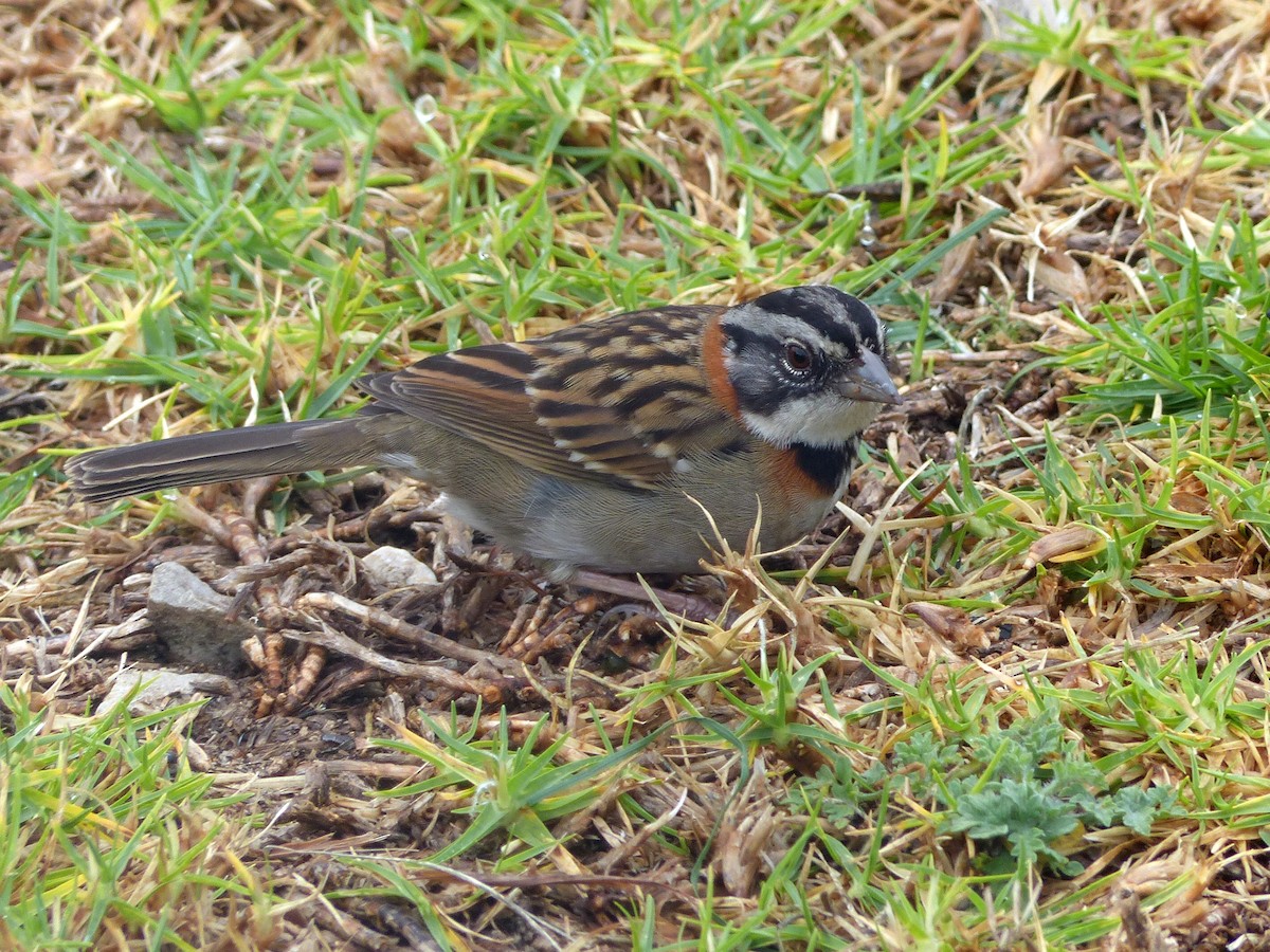 Rufous-collared Sparrow - ML194082731