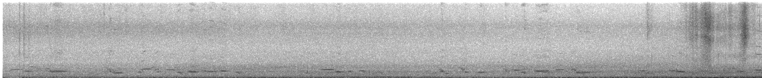 Avustralya Saksağanı (telonocua/tyrannica) - ML194086091