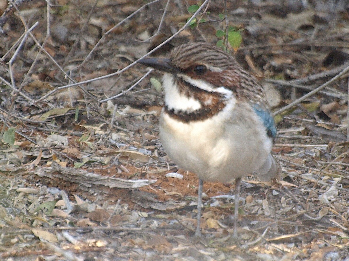 Long-tailed Ground-Roller - ML194088191