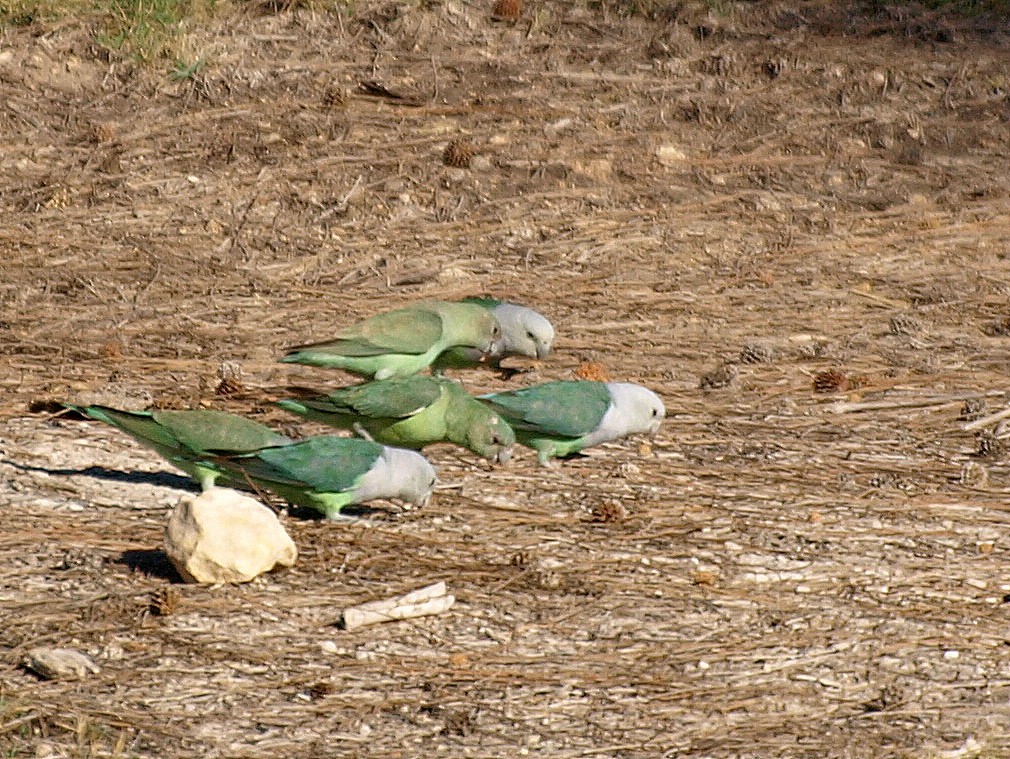 Gray-headed Lovebird - ML194088211