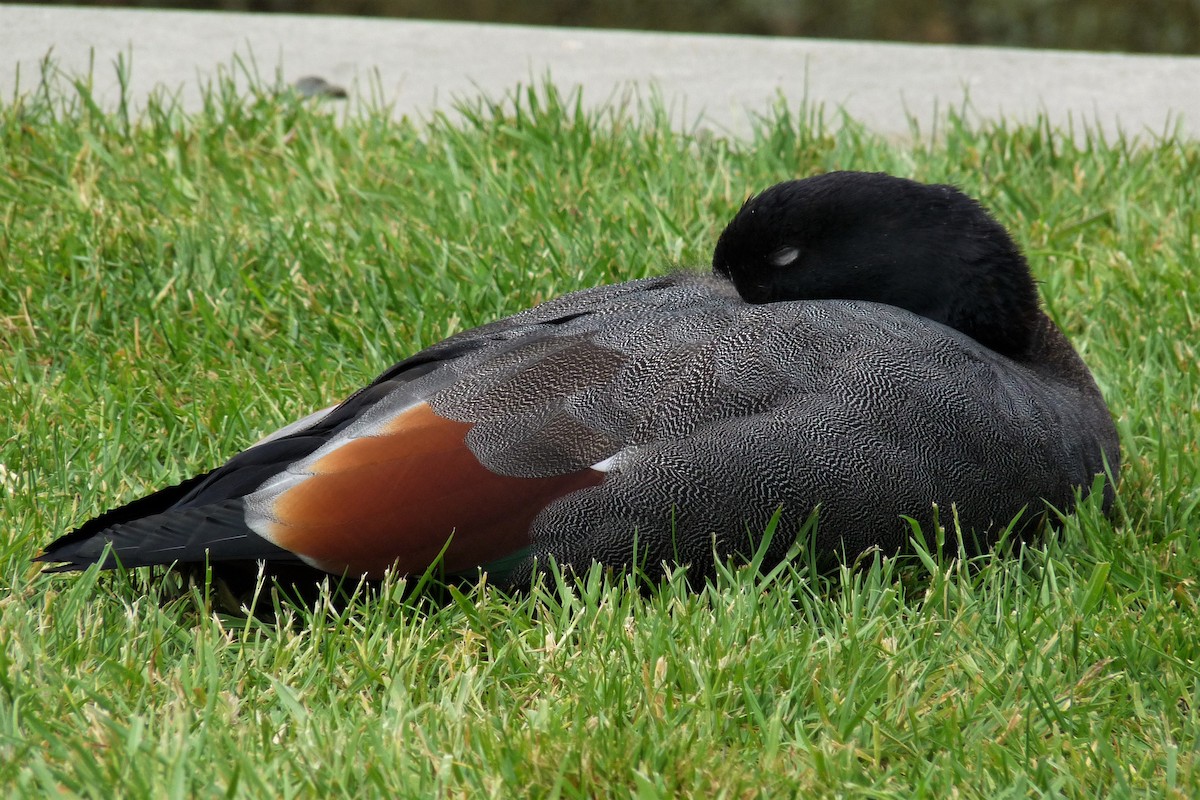 Paradise Shelduck - ML194089911