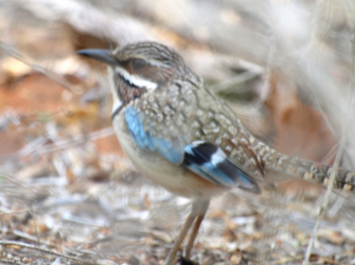 Long-tailed Ground-Roller - ML194090031