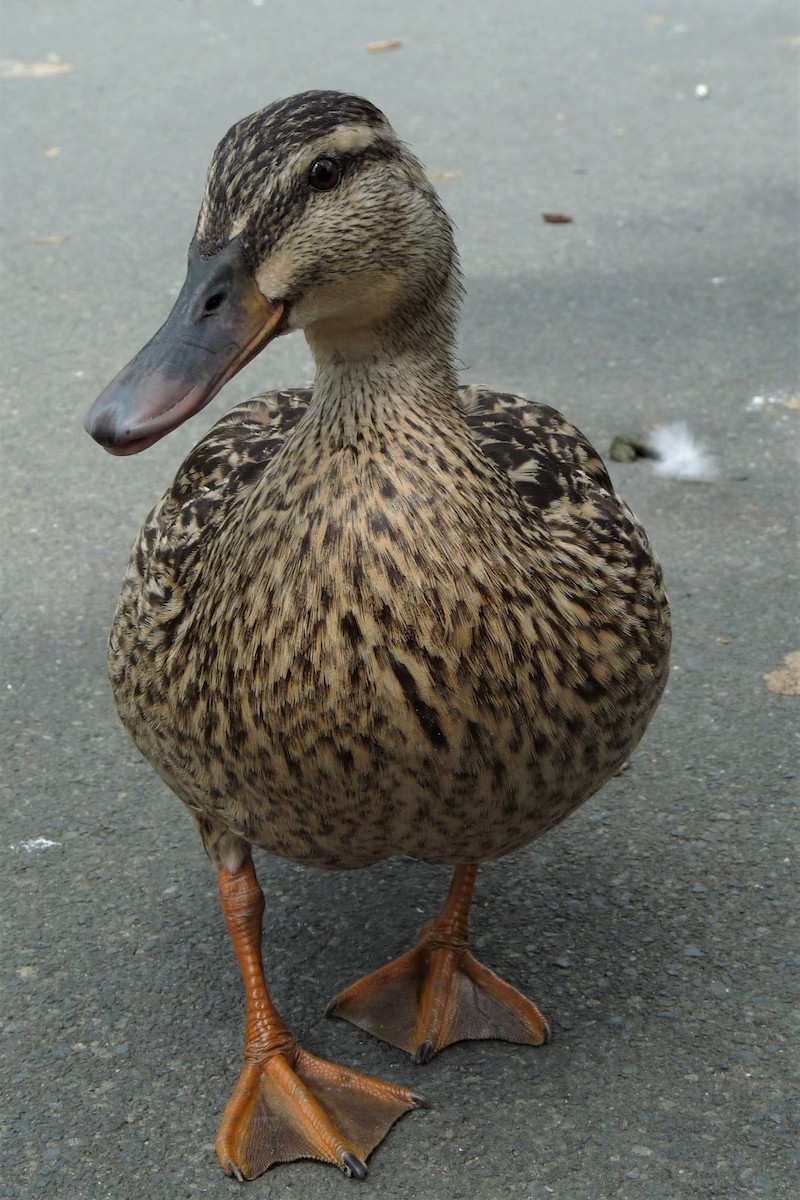 Pacific Black Duck x Mallard (hybrid) - ML194090331