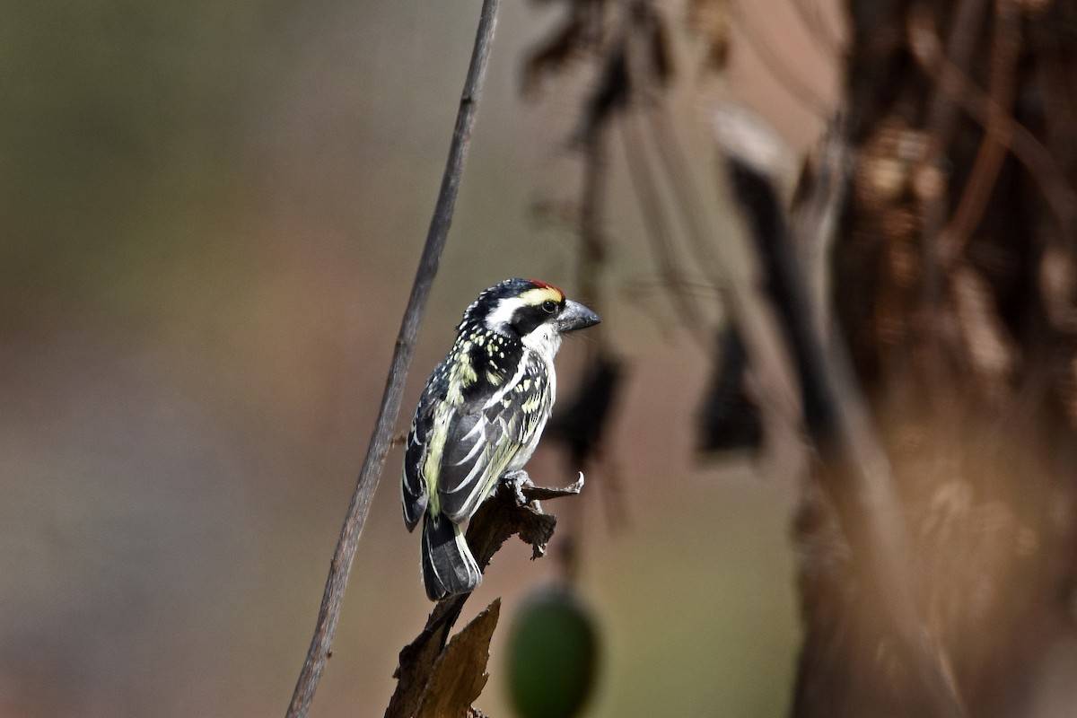 Red-fronted Barbet - Brian Henderson