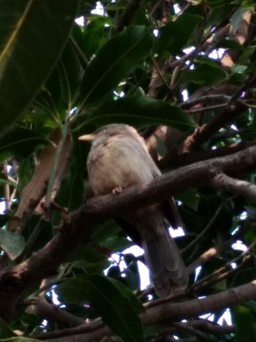 Jungle Babbler - Ramaswamy V