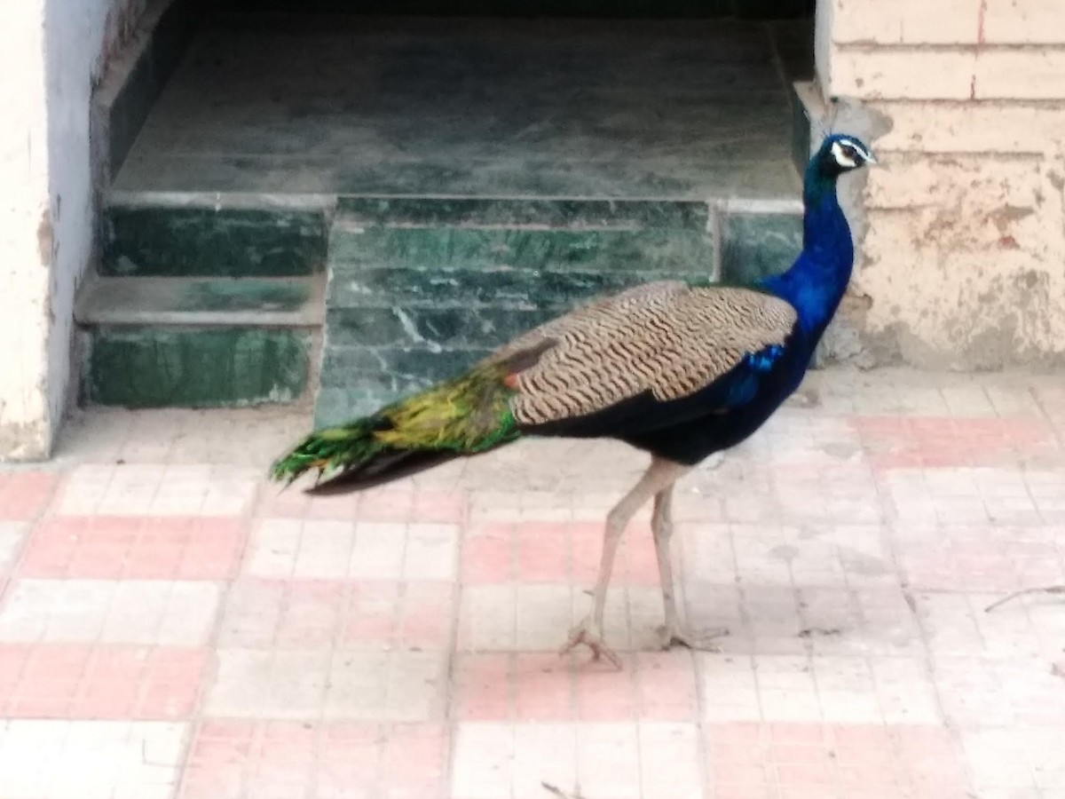 Indian Peafowl - Ramaswamy V