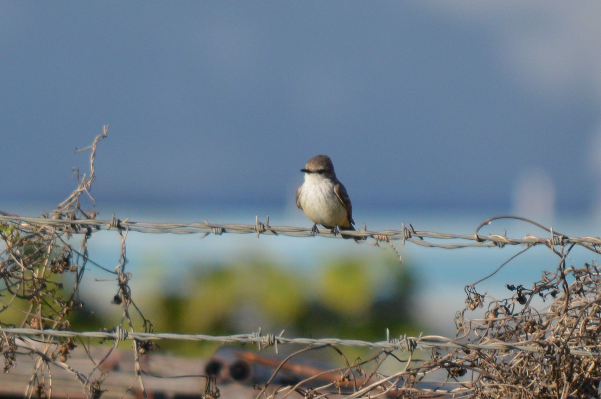 Vermilion Flycatcher - ML194092321