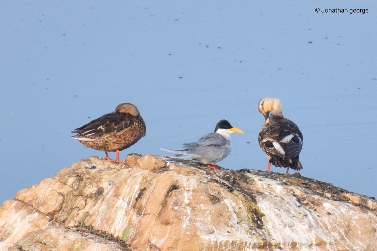 River Tern - ML194092721