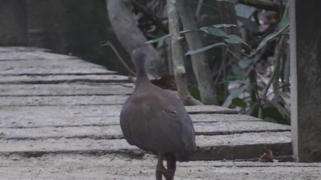 Philippine Megapode - ML194092791