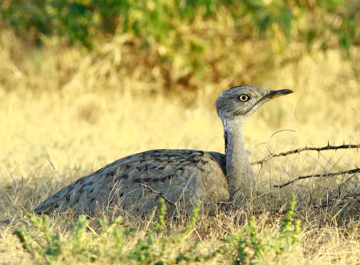 Macqueen's Bustard - ML194094011