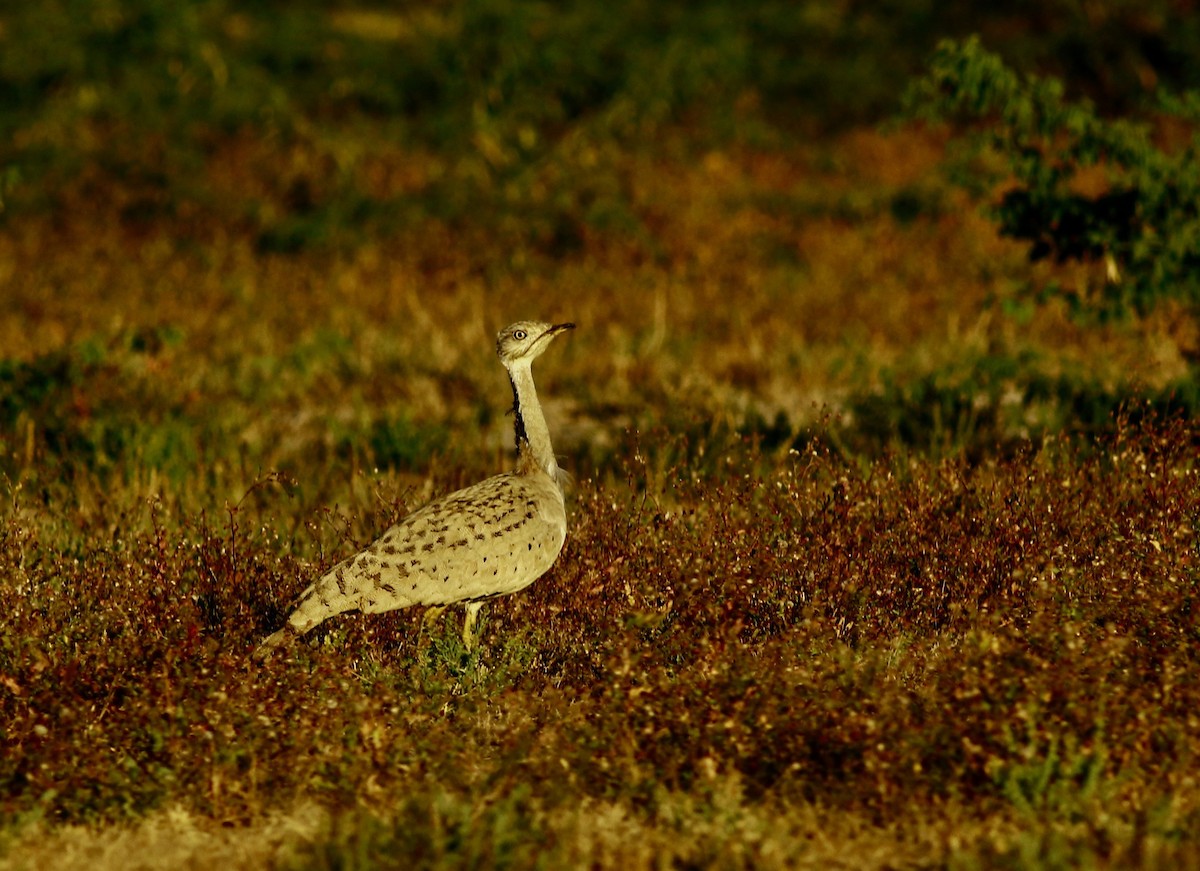 Macqueen's Bustard - ML194094071